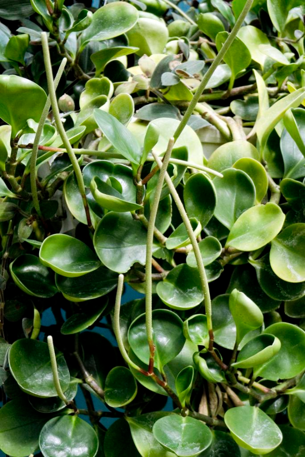 Ein Wasserpflanzen mit breiten, grünen Blättern, die auf der Oberfläche eines Gewässers schwimmen.