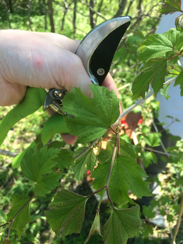 Eine Person schneidet Baumblätter mit einer Gartenschere in einem Waldgebiet.