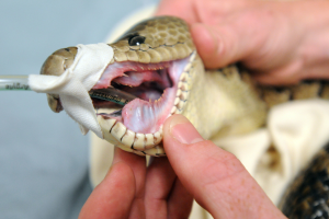 Eine Person hält eine Reticulatus-Python mit offenem Mund und einem Verband darum herum, mit einem unscharfen Hintergrund.