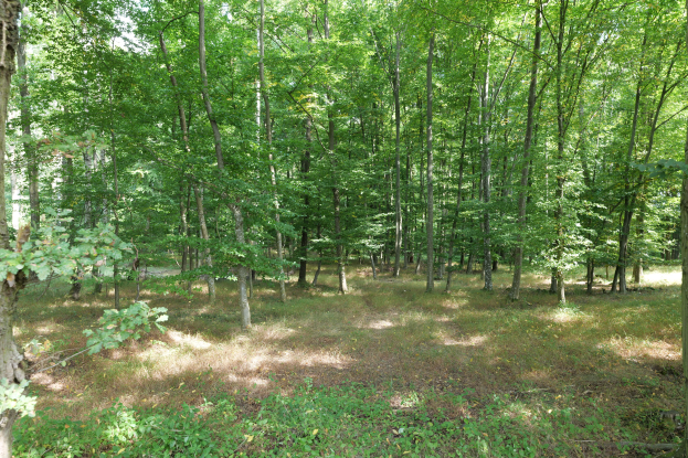 Ein dichter Wald mit hohen, grünen Bäumen und Büschen, mit einem prominenten Buchenbaum in der Mitte, und einem grasbewachsenen Boden mit kleinen Pflanzen.
