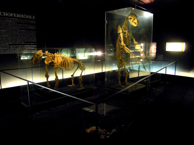 Zwei Skelette in Glasboxen werden in einem dunklen Raum ausgestellt, beleuchtet von Lichtern und umgeben von Texttafeln.