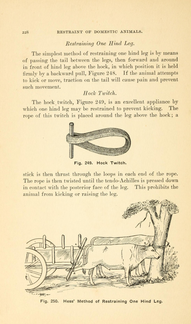 Ein altes Buch mit einer Zeichnung einer Kuh, die einen Karren zieht, mit einem Baum im Hintergrund und dem Text "Einschränkung von Haustieren" auf der Seite.
