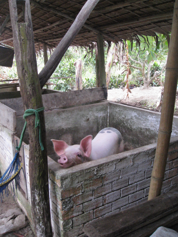 Ein rotes Schwein steht in einem Holzdach-gezäunten Gehege mit Wänden drumherum.