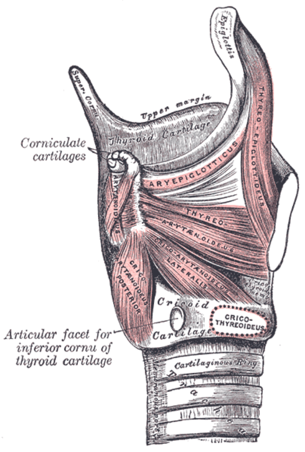 Ein detailliertes anatomisches Diagramm der Schulter, das Muskeln und Bänder zeigt, mit begleitendem Text, der ihre Größe, Form und Lage beschreibt.