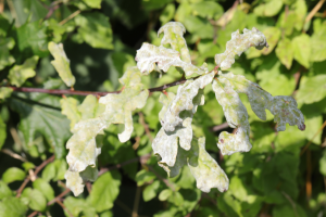 Ein Nahaufnahme eines Baumzweigs mit grünen Blättern, von denen eines eine weiße Substanz hat, die wahrscheinlich Gifteschenk ist.