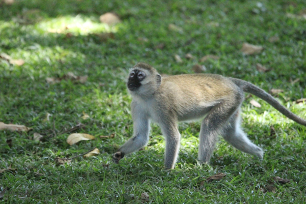 Ein Vervet-Affe, der über ein grasiges Feld mit verstreuten trockenen Blättern geht.
