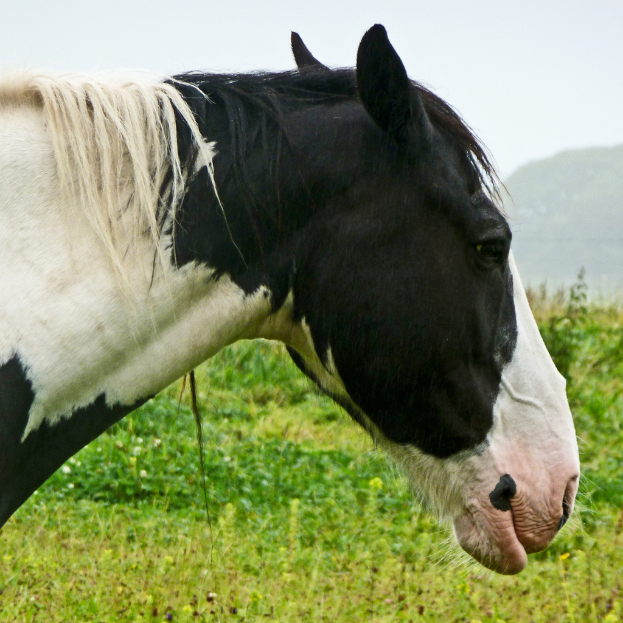 Ein schwarz-weißes Pferd steht vor kleinen grünen Pflanzen, mit einem Hügel und Himmel im Hintergrund.