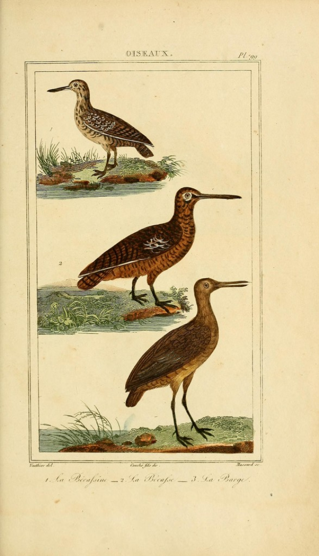 Ein Plakat mit drei Vögeln, Pflanzen, Gras und Wasser.