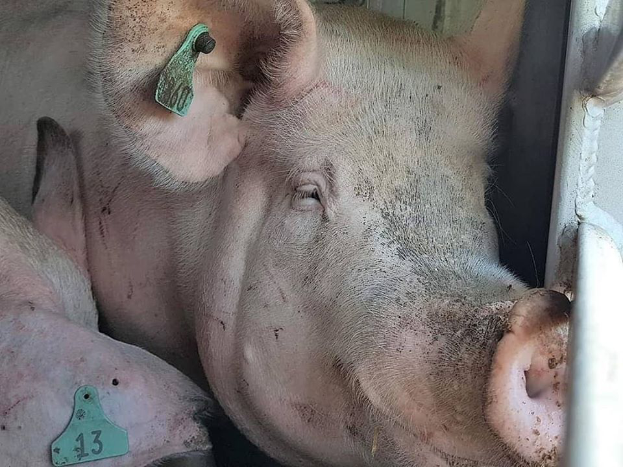 Zwei Schweine mit Ohrmarken liegen nebeneinander in einem Stall, mit einer Metallstange rechts und einem unbestimmten Objekt im Hintergrund.
