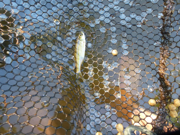 Kleiner Fisch schwimmt in einem teilweise untergetauchten Netz im Wasser.