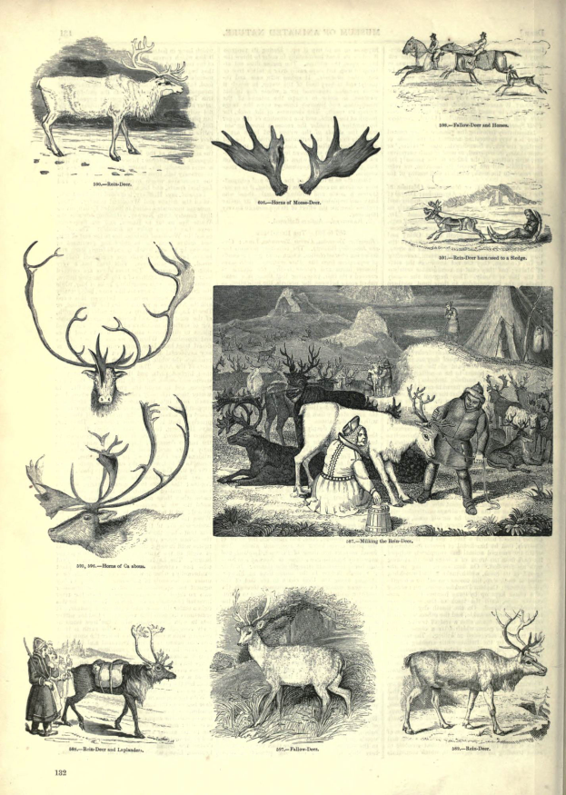 Ein aufgeschlagenes Buch mit detaillierten Abbildungen verschiedener Tiere, darunter ein Hirsch, sowie begleitendem Text.