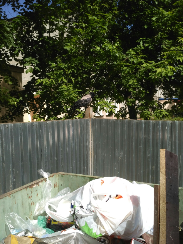 Eine Krähe auf einem Müllhaufen vor einem Metallzaun sitzend, mit Bäumen und Gebäuden im Hintergrund.