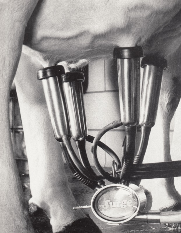 Ein Schwarz-Weiß-Foto einer Kuh mit einer Melkmaschine, die an den Euter der Kuh angeschlossen ist und mit den Beinen der Kuh verbunden ist, mit einer Wand im Hintergrund.