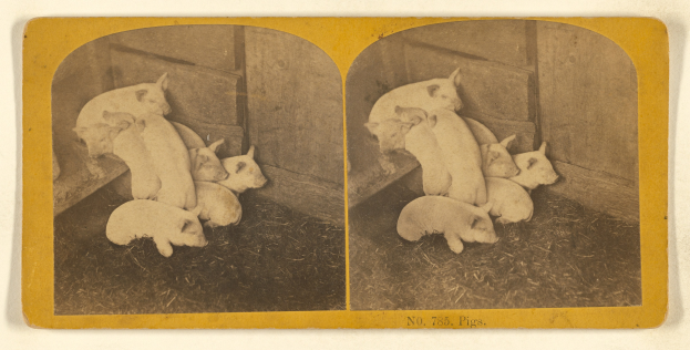 Schwarzes und weißes Foto von Schweinen in einem Stall mit einer Wand im Hintergrund und Gras auf dem Boden, mit Text unten.