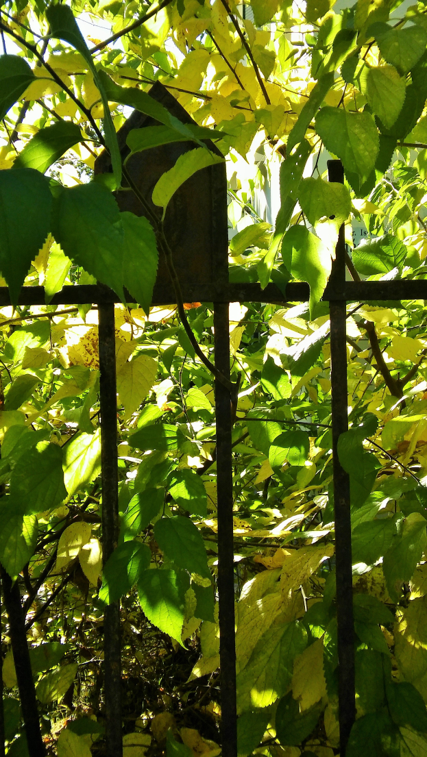 Ein Metallzaun mit leuchtend grünen Blättern darauf, im Hintergrund ein Gebäude.