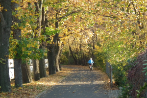 Eine Person fährt auf einem Fahrradweg mit trockenen Blättern am Boden und einem Zaun auf der rechten Seite.