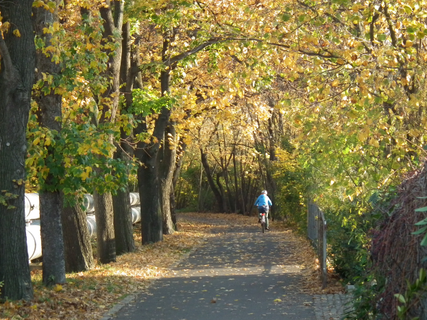 Eine Person fährt auf einem Fahrradweg mit trockenen Blättern am Boden und einem Zaun auf der rechten Seite.