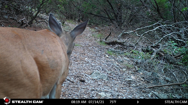 Ein Reh steht auf einem Pfad im Wald, umgeben von Bäumen und Steinen, mit Text unten, der anzeigt, dass es von einer Stealth Cam überwacht wird.