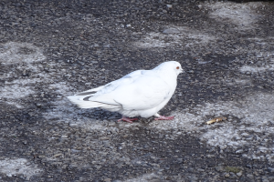 Ein weißer Brieftaube mit schwarzen Flügeln, Kopf, Füßen und schwarzen Augen und einem gelben Schnabel steht auf dem Boden neben einem Felsen.