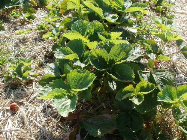 Ein Feld mit Erdbeerpflanzen mit grünen Bl├Ąttern und roten Beeren, die zwischen trockenem Gras wachsen.